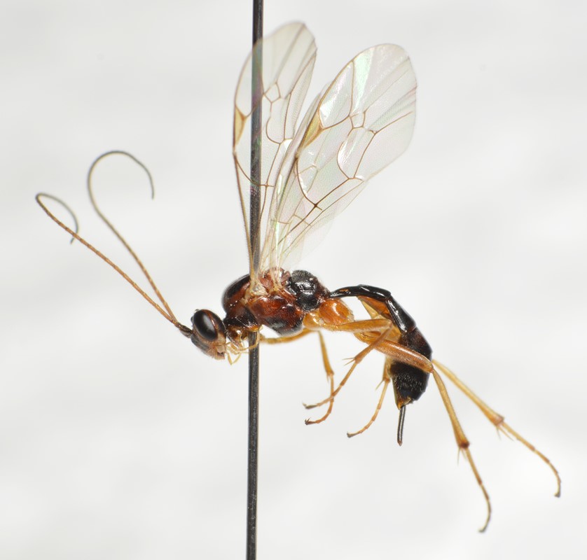 Mesochorus marginatus (Mesochorus marginatus)