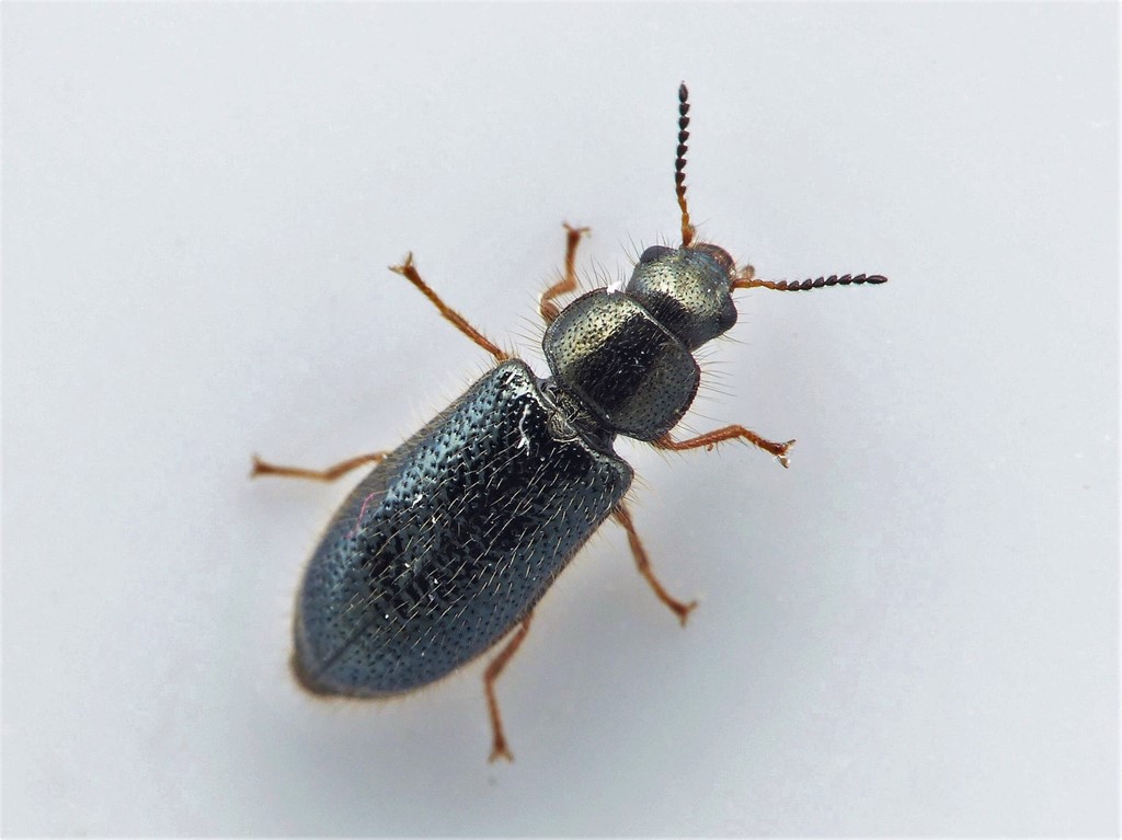 Aplocnemus nigricornis (Aplocnemus nigricornis)