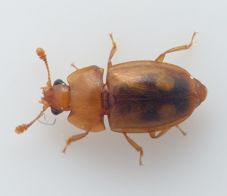 Epuraea limbata (Epuraea limbata)