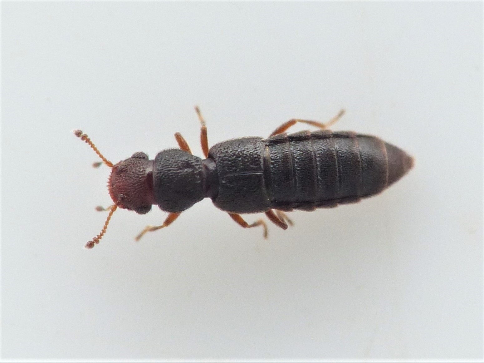 Euaesthetus bipunctatus (Euaesthetus bipunctatus)