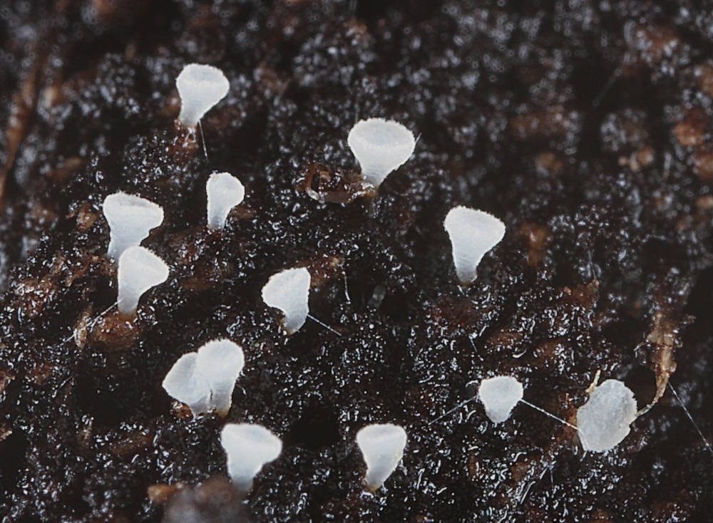 Allophylaria macrospora (Allophylaria macrospora)