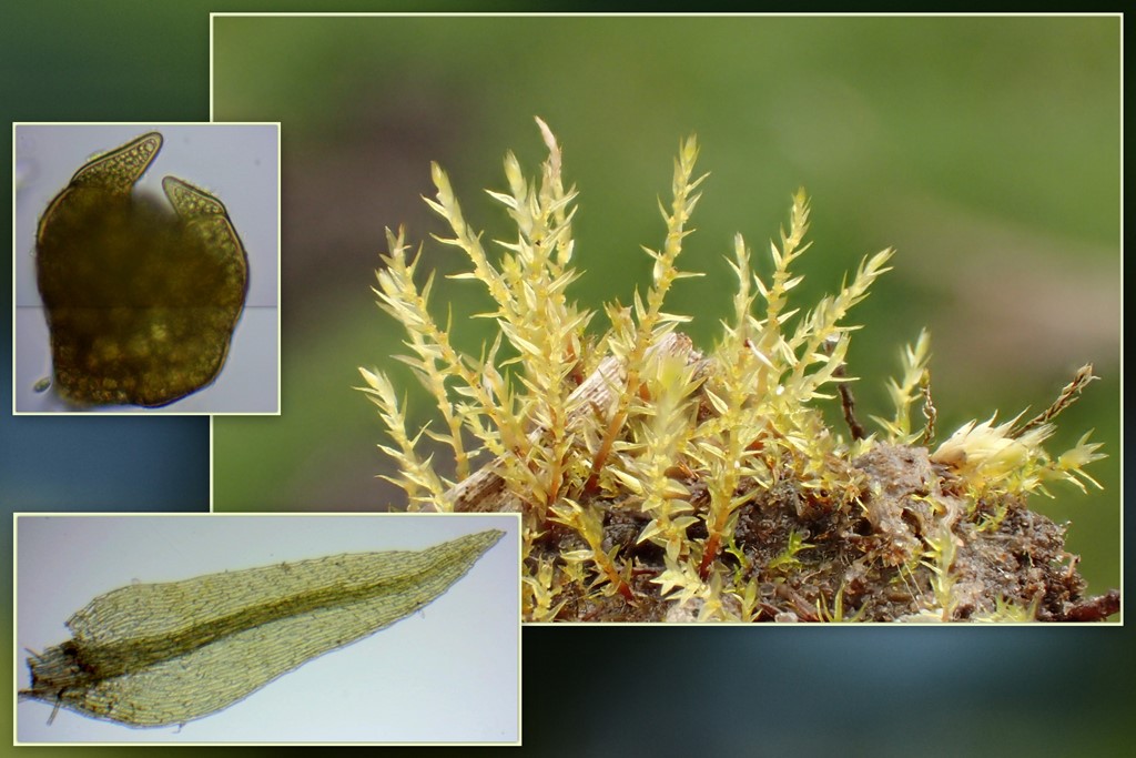 Fin Nikkemos (Pohlia camptotrachela)