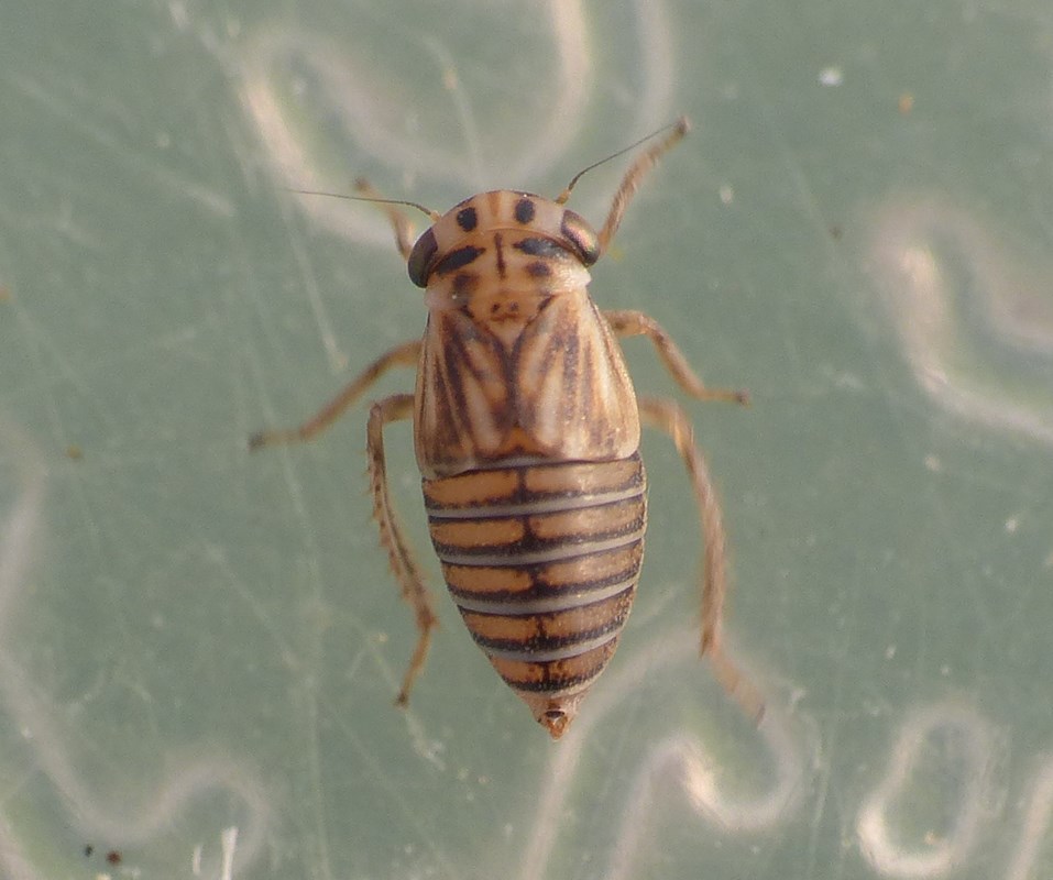 Agallia brachyptera (Agallia brachyptera)