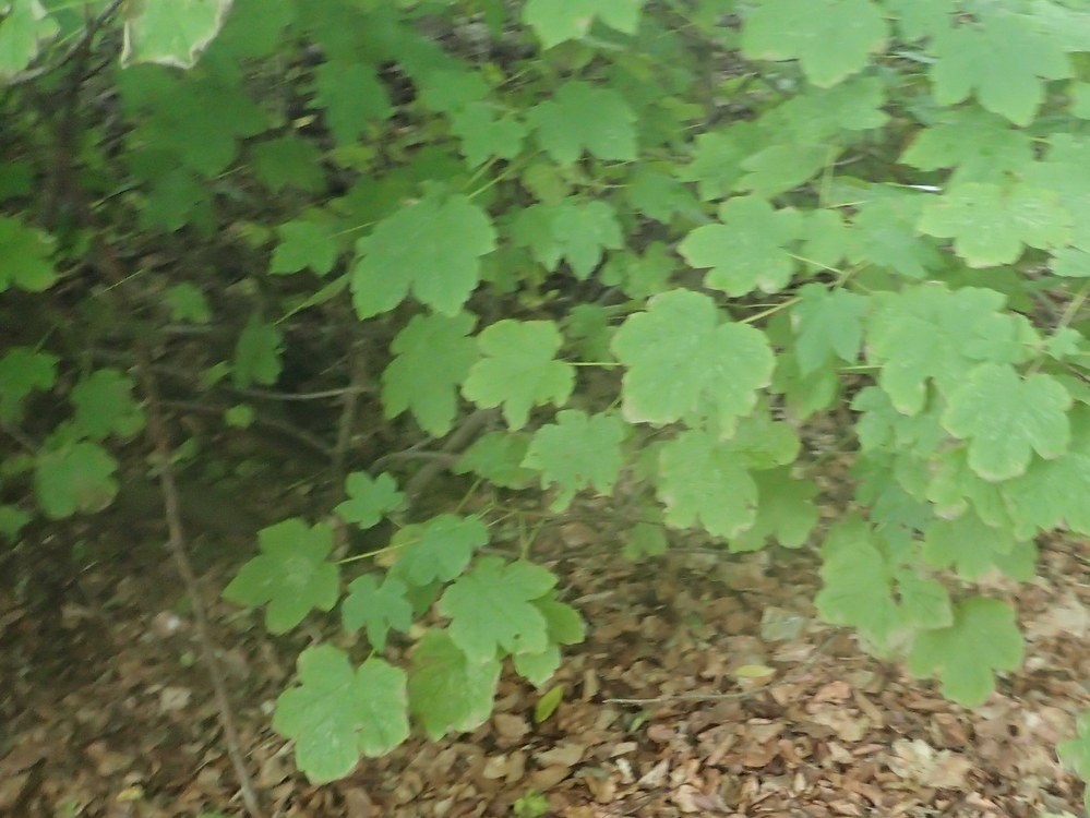 Acer obtusatum (Acer obtusatum)