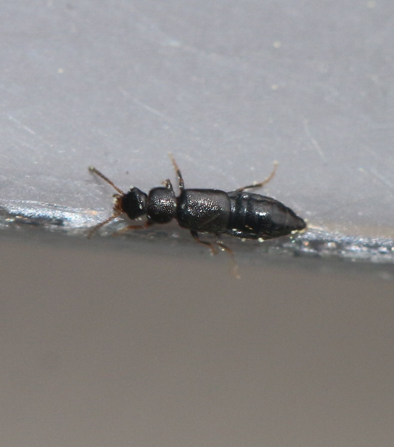 Philorinum sordidum (Philorinum sordidum)