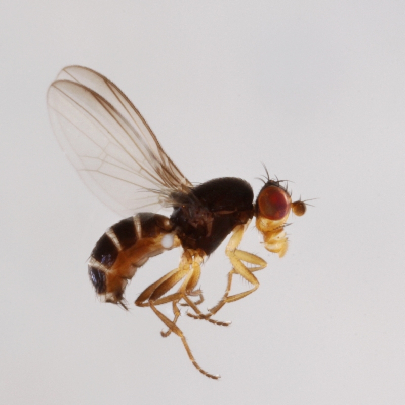 Acartophthalmus bicolor (Acartophthalmus bicolor)