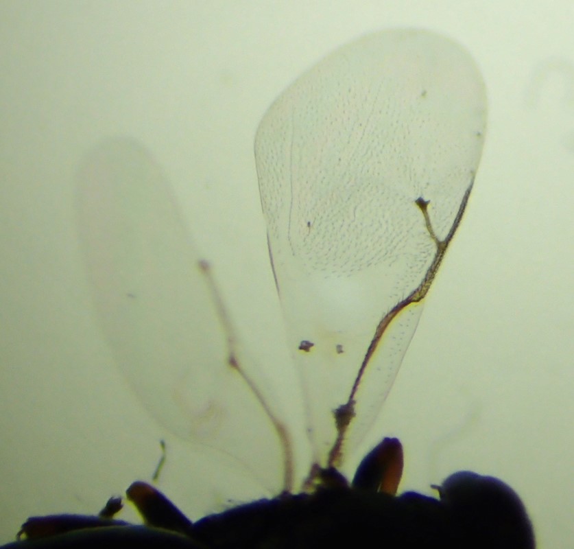 Pteromalus elevatus (Pteromalus elevatus)