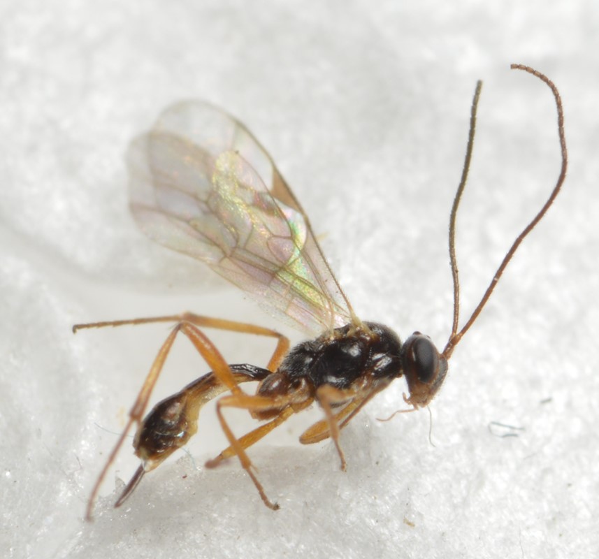 Mesochorus olitorius (Mesochorus olitorius)