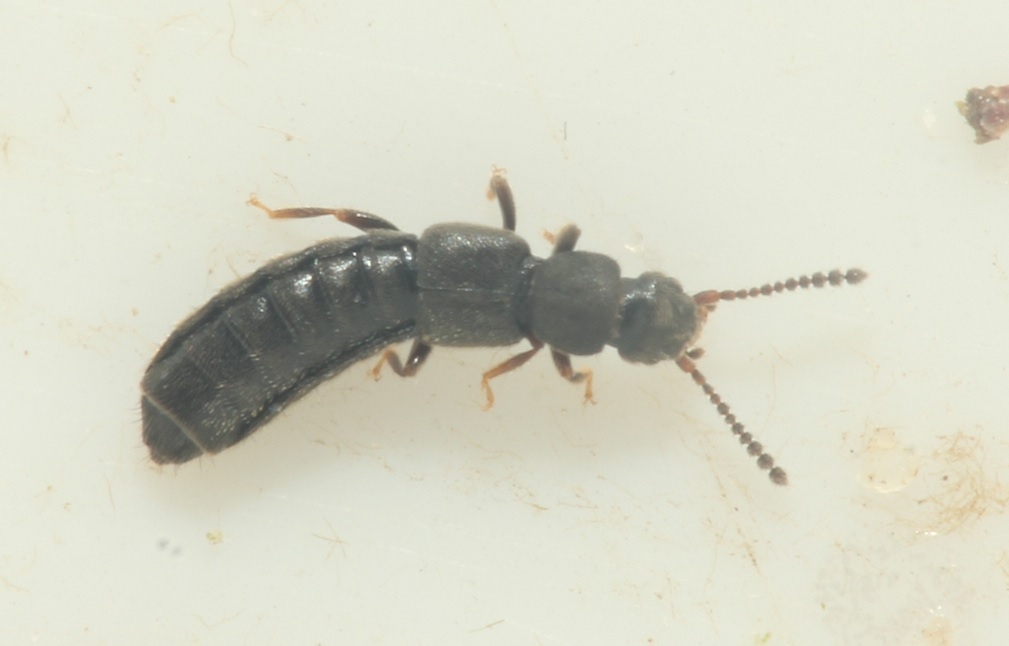 Carpelimus elongatulus (Carpelimus elongatulus)