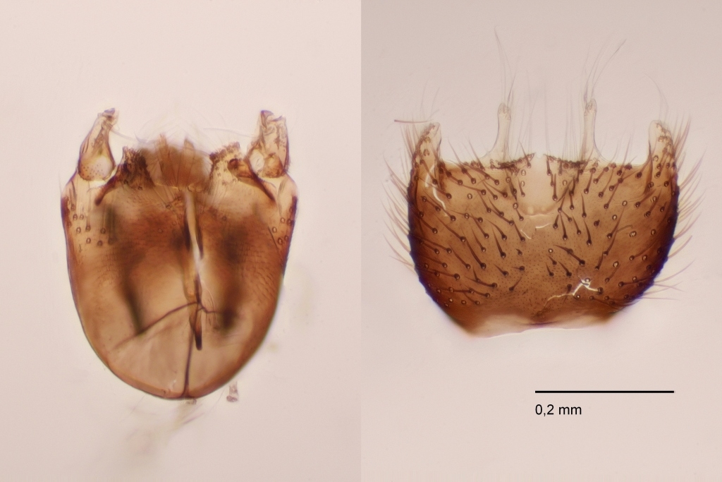 Ectrepesthoneura hirta (Ectrepesthoneura hirta)