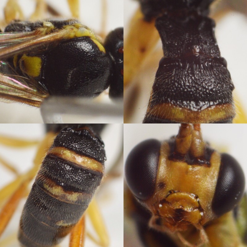 Diplazon scutatorius (Diplazon scutatorius)