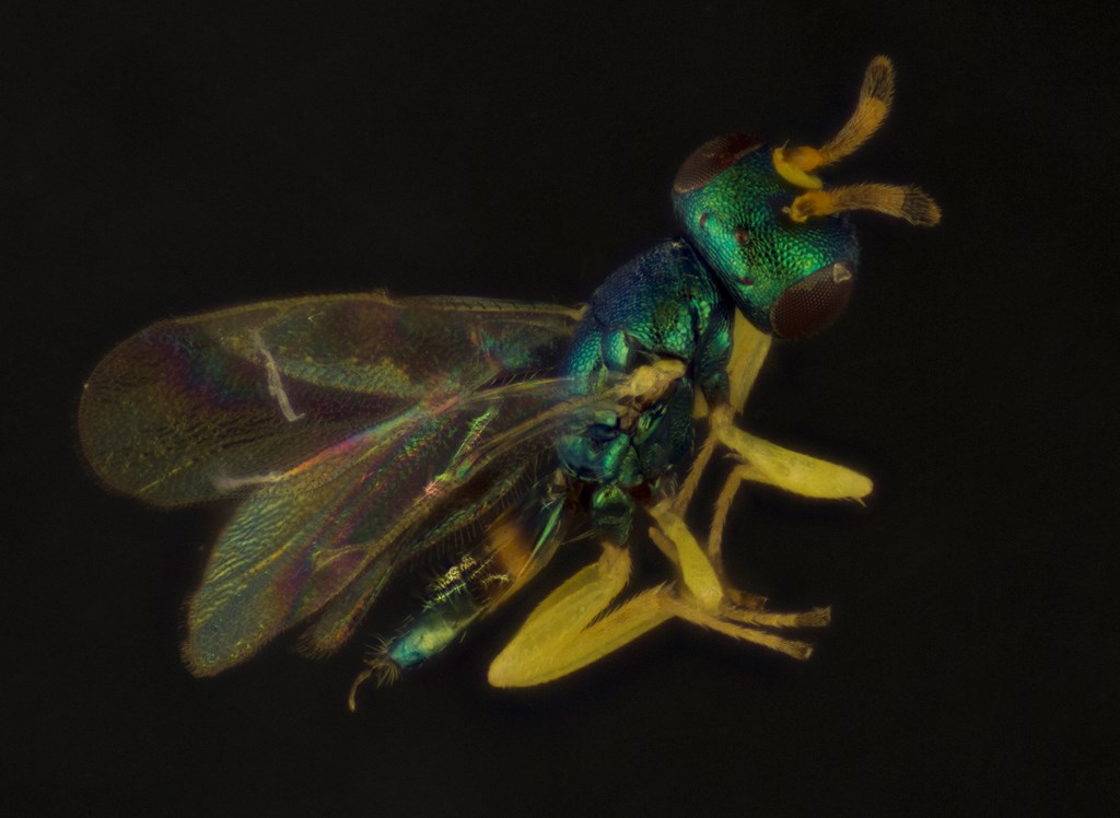 Mesopolobus diffinis (Mesopolobus diffinis)