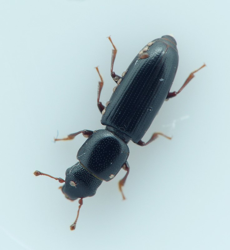 Rhizophagus picipes (Rhizophagus picipes)