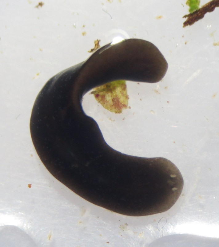 Dugesia lugubris (Dugesia lugubris)