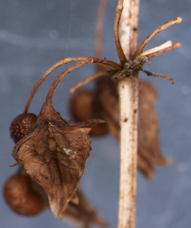 Tandfri Skræppe (Rumex obtusifolius ssp. sylvestris)