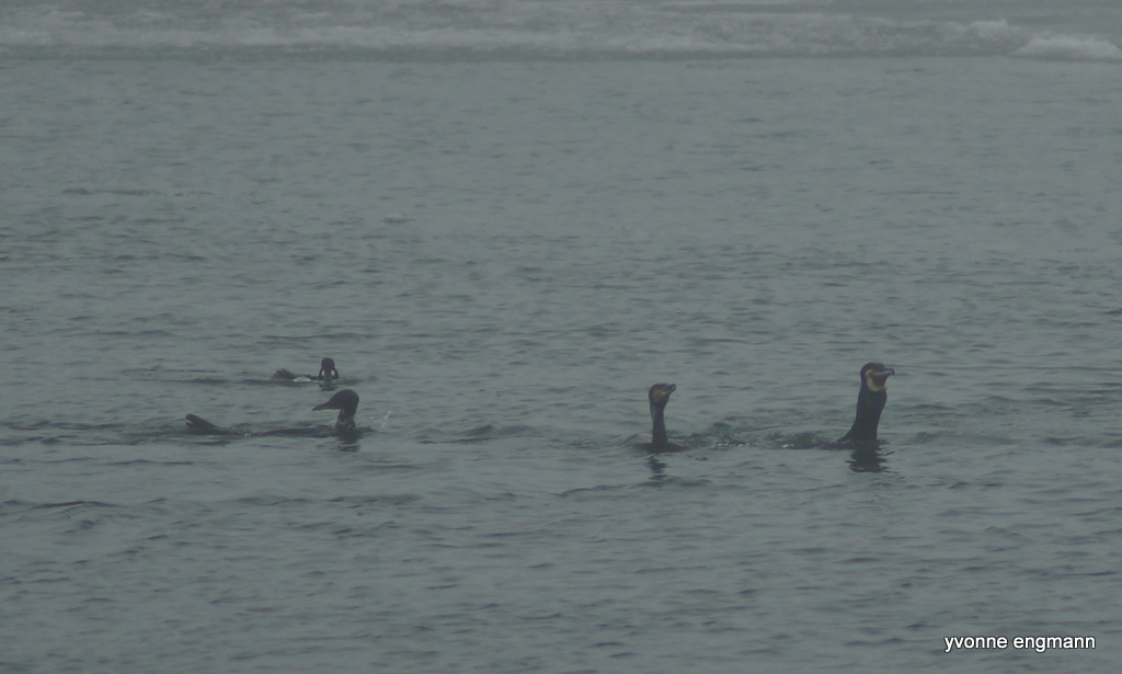 Skarv (Phalacrocorax carbo)
