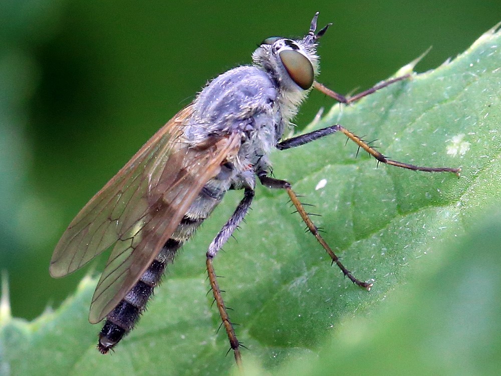 Thereva strigata (Thereva strigata) Naturbasen