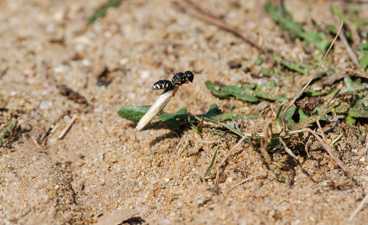 Lestica subterranea (Lestica subterranea)