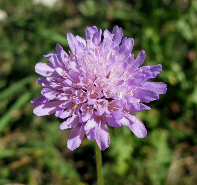 Blåhat (Knautia arvensis)