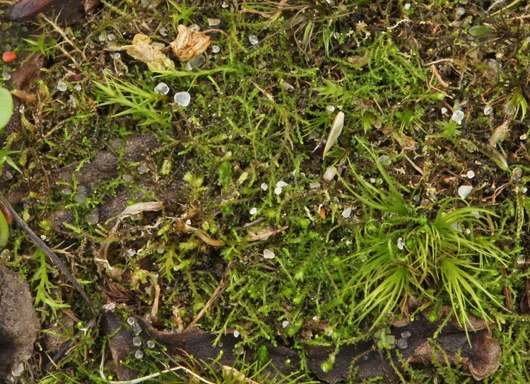 Rødlig Dværgtråd (Cephaloziella rubella)