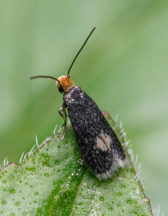 Perikondværgmøl (Ectoedemia septembrella)