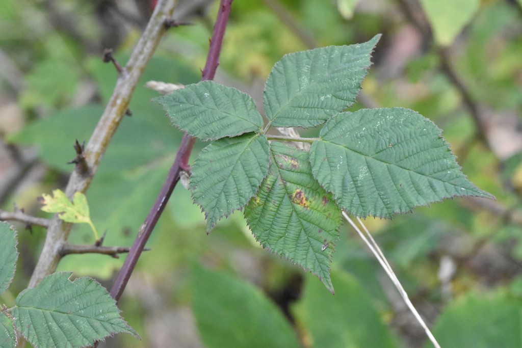Rubus decurrentispinus (Rubus decurrentispinus)