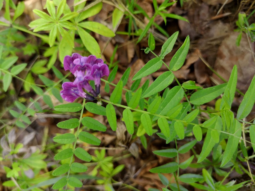 Gærde-Vikke (Vicia sepium)