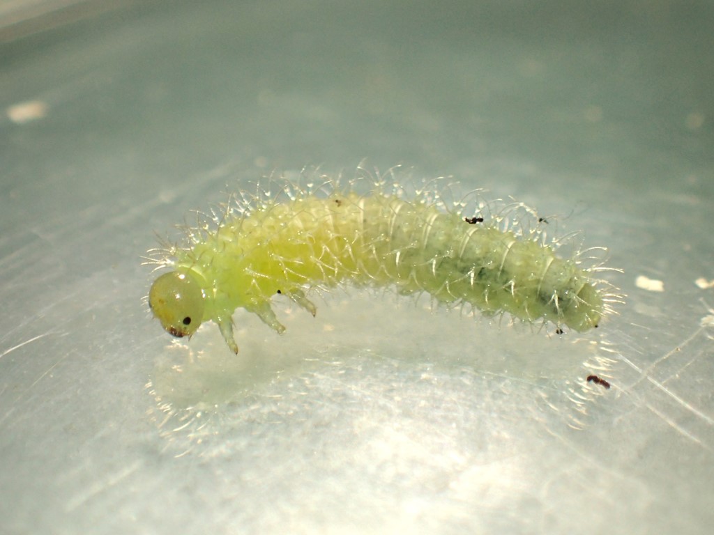 Monophadnoides rubi (Monophadnoides rubi)