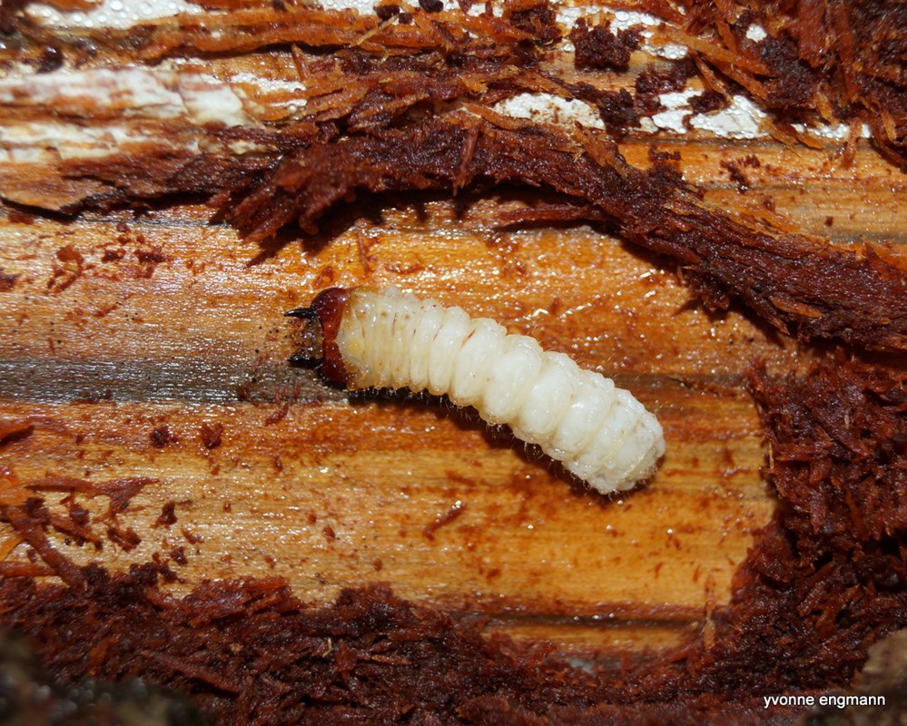 Tandbuk sp. (Rhagium sp)
