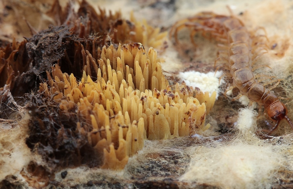 Pigget Hussvamp (Hydnomerulius pinastri)