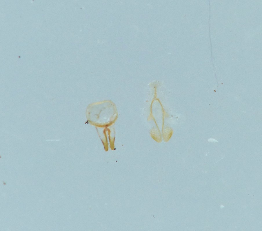 Cyphon hilaris (Cyphon hilaris)