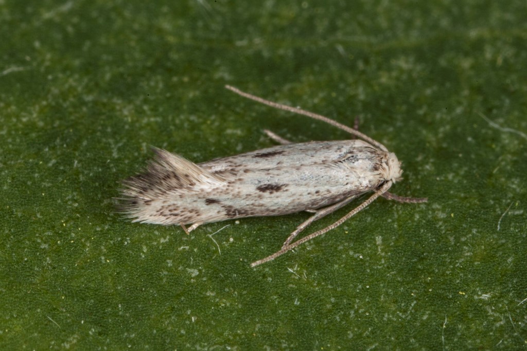 Elachista biatomella (Elachista biatomella)