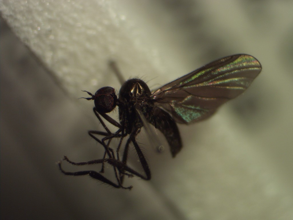 Bicellaria intermedia (Bicellaria intermedia)
