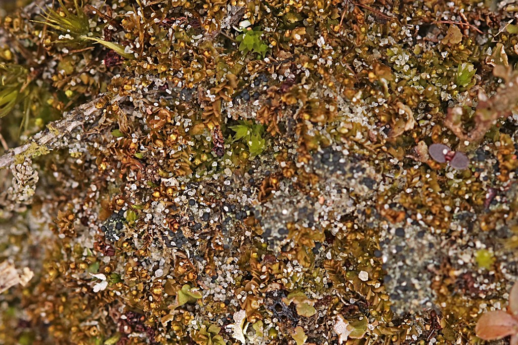 Skeblad-Foldbæger (Lophozia wenzelii)