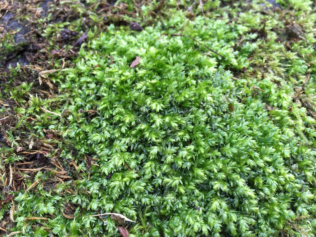 Gylden Tæppemos (Plagiothecium succulentum)