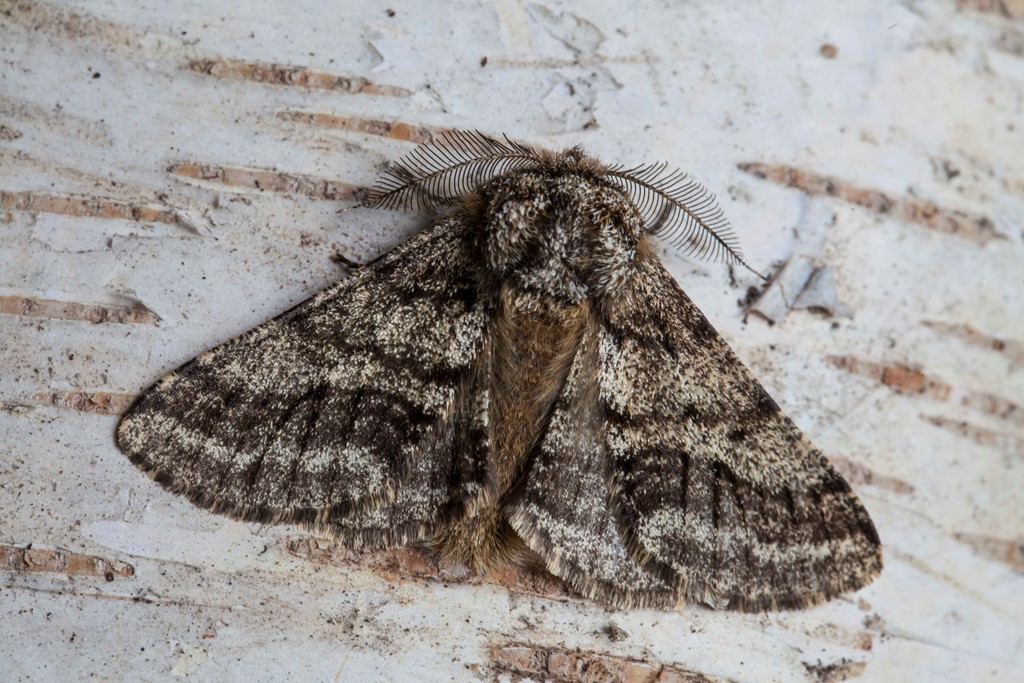 Skægmåler (Lycia hirtaria)