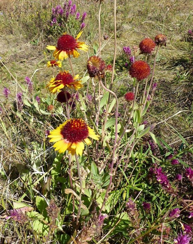 Solbrud (Helenium hybridum)