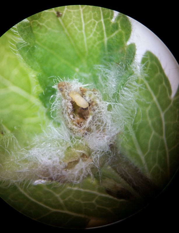 Macrolabis incolens (Macrolabis incolens)