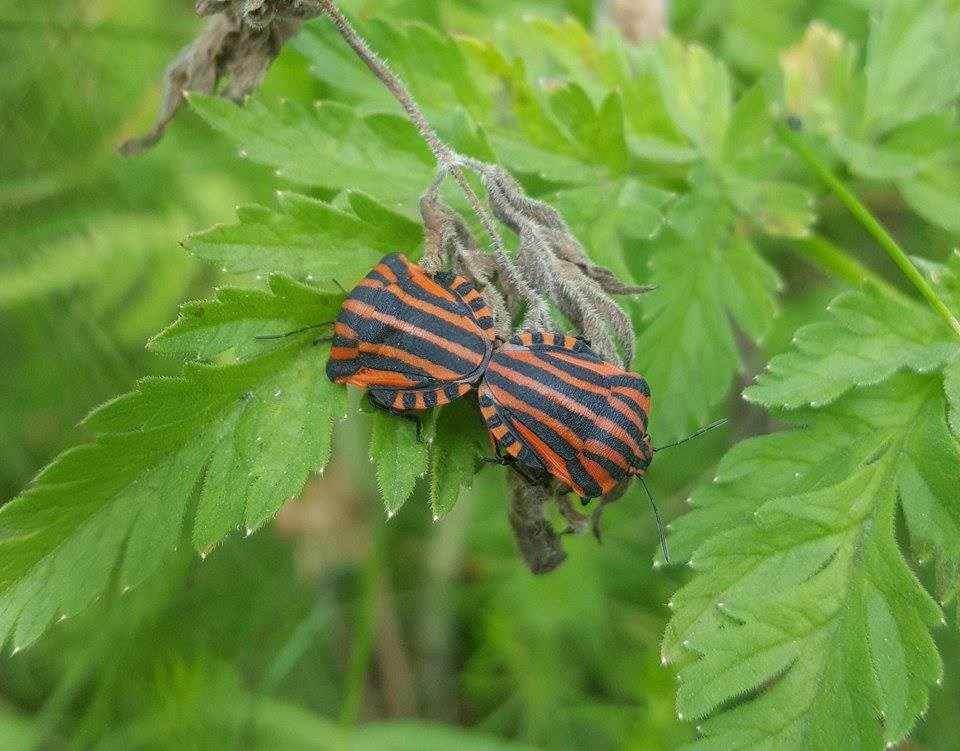 Stribetæge (Graphosoma italicum)