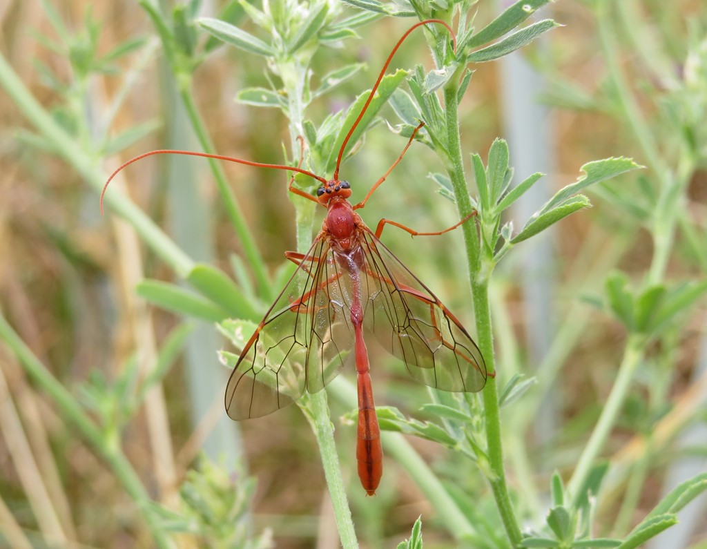 Enicospilus sp. (Enicospilus sp.)