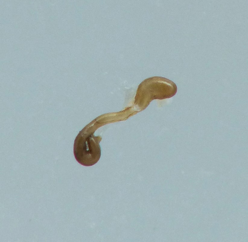 Pycnota paradoxa (Pycnota paradoxa)