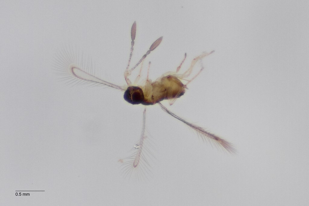 Alaptus pallidornis (Alaptus pallidornis)