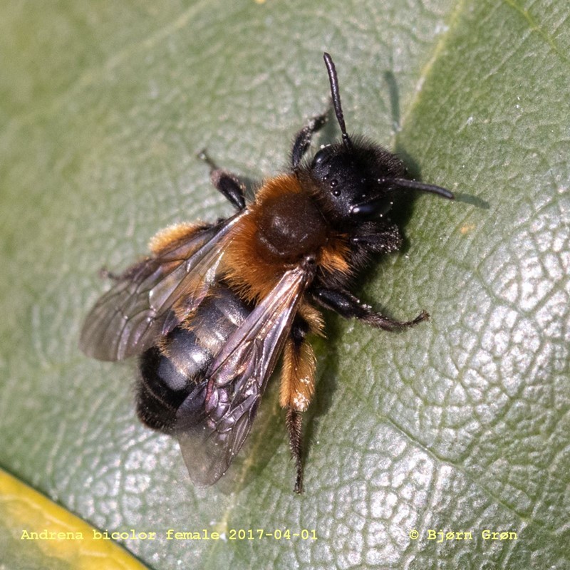 Tofarvet Jordbi (Andrena bicolor)