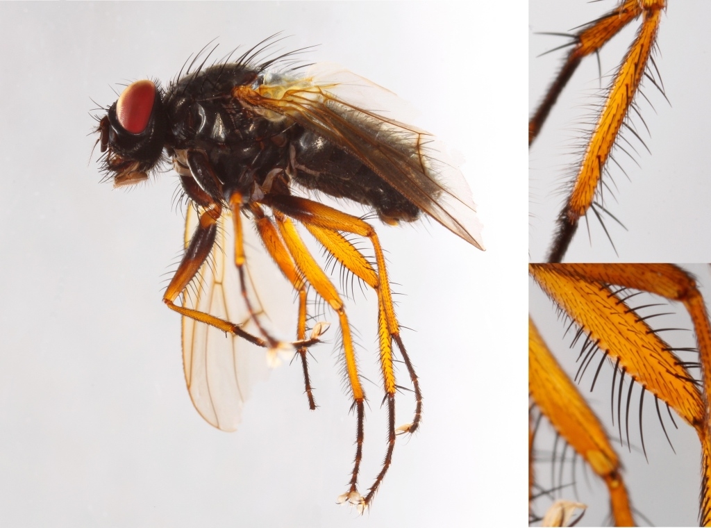 Phaonia jaroschewskii (Phaonia jaroschewskii)