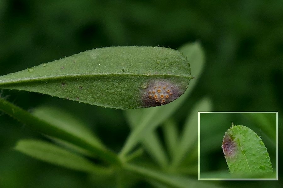 Puccinia punctata (Puccinia punctata)