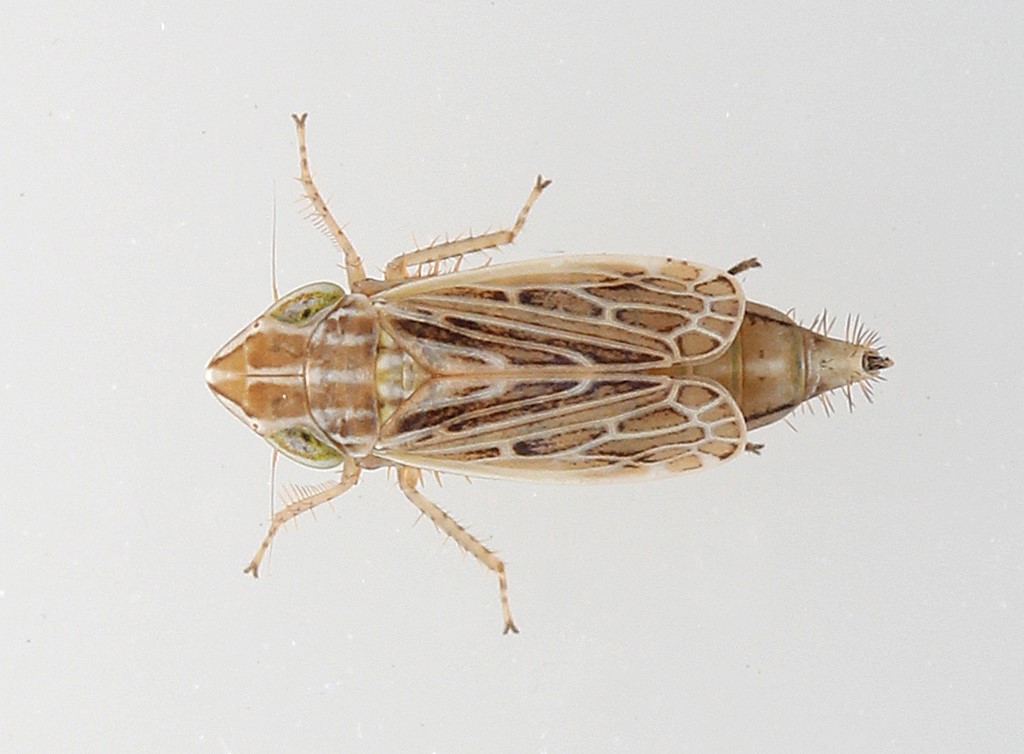 Diplocolenus bohemani (Diplocolenus bohemani)