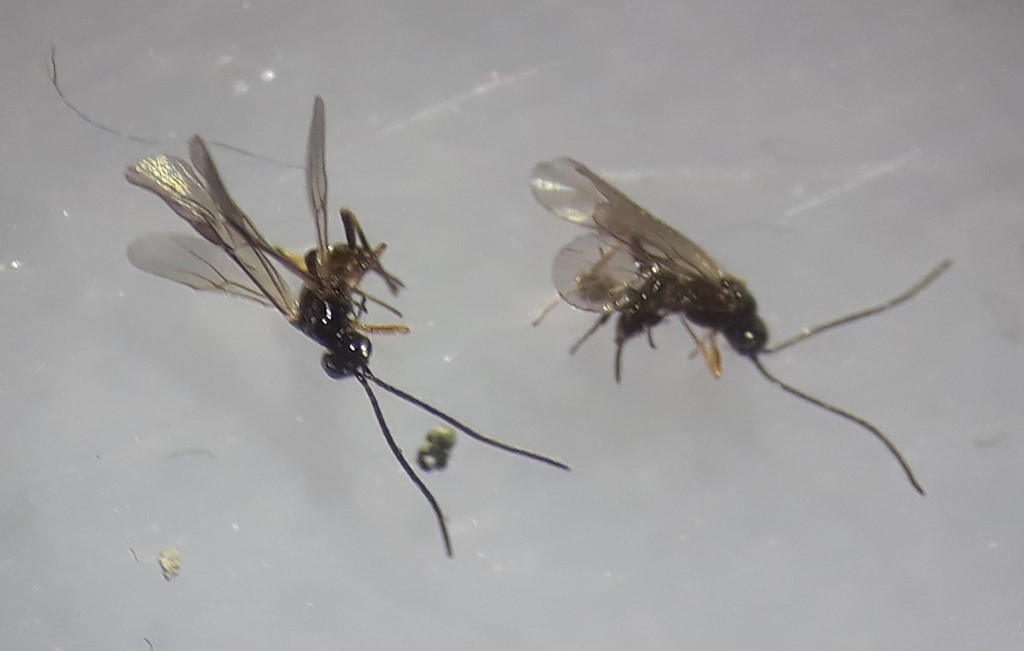 Bracon osculator (Bracon osculator)