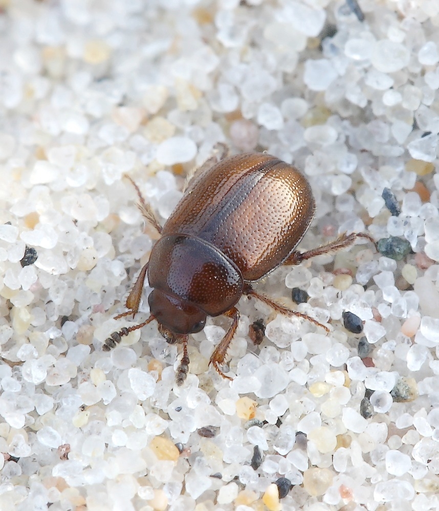 Sogda suturalis (Sogda suturalis)