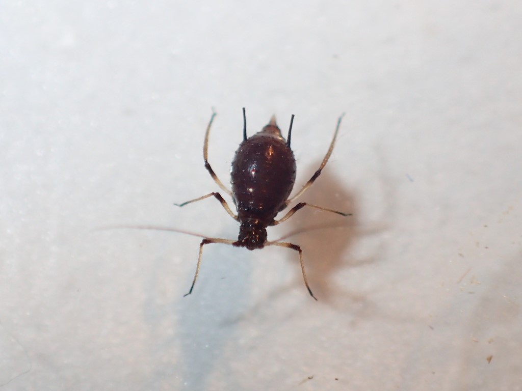 Rød Røllikebladlus (Uroleucon achilleae)