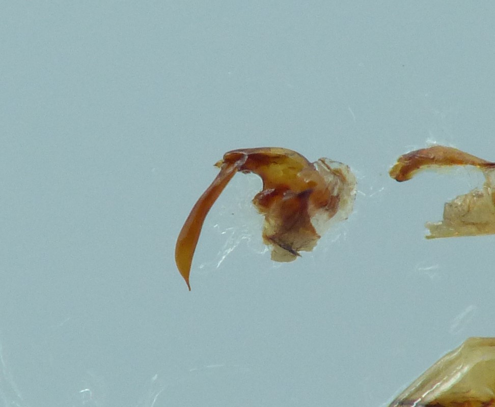 Gyrophaena fasciata (Gyrophaena fasciata)